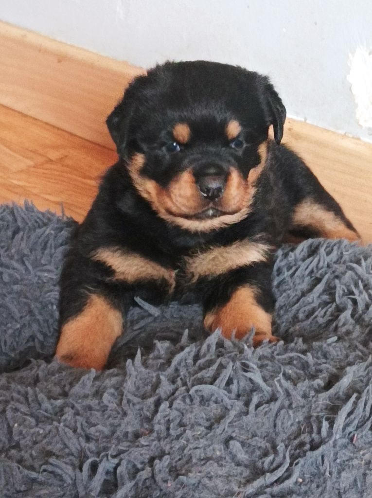 von one Emmy - Chiot disponible  - Rottweiler